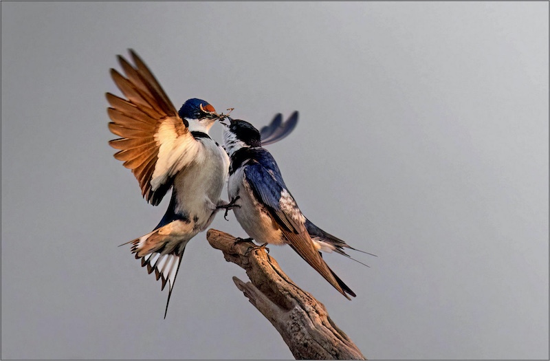 Mariana Venter - Midlens Fotoklub - Trying to impress her