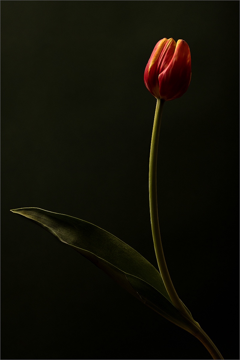 Maureen Fourie - F-Stop Fotografiese Vereniging - Tulip