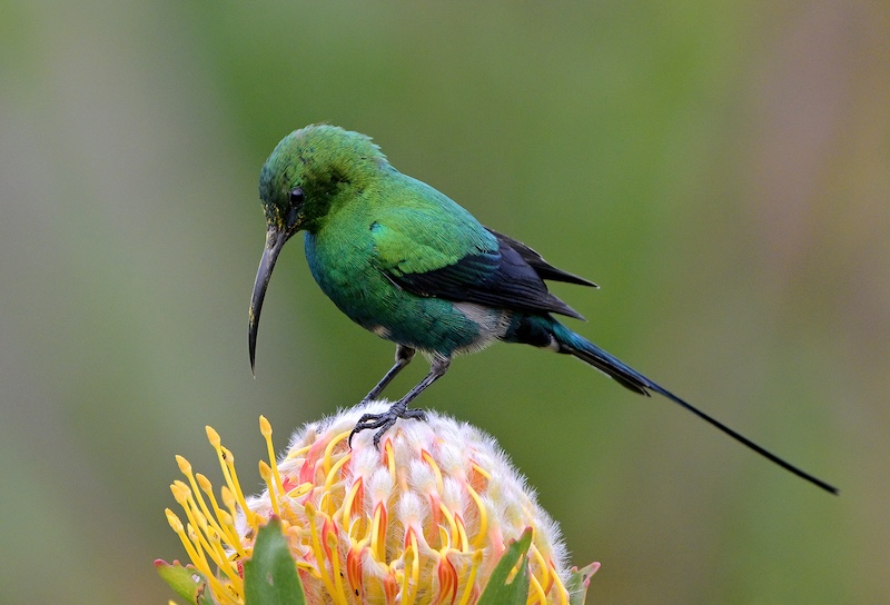 Nicci van As -  Independent - Malachite Sunbird on Pincushion