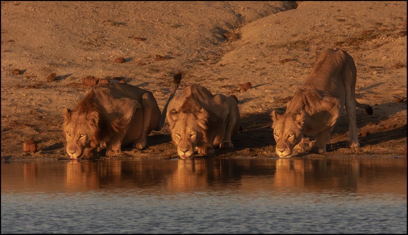 Roelf Ackerman - Midlens Fotoklub - Lions drinking water in golden light