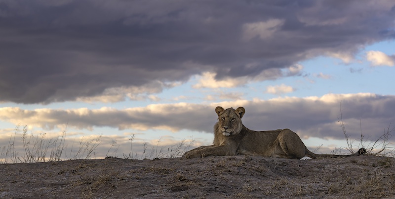 Sharlene Cathro - Princes Grant Camera Club - Young Ngweshla male