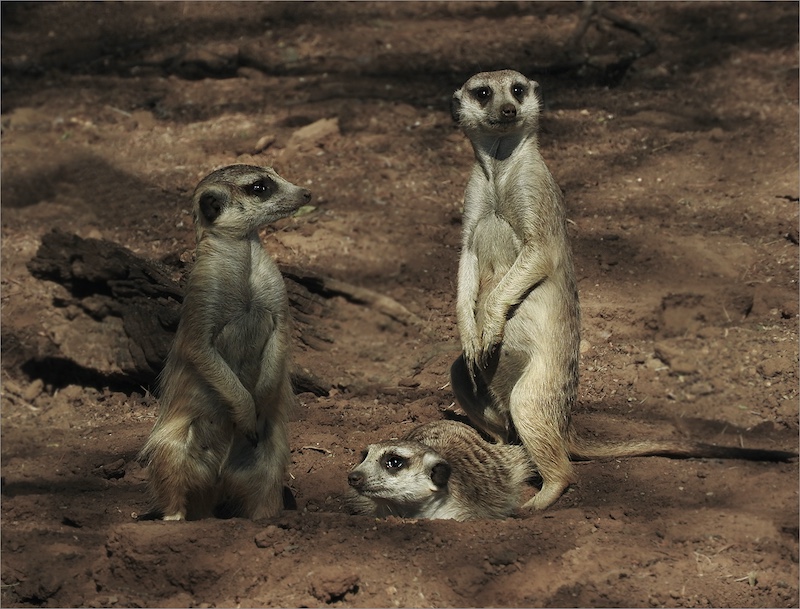 Sussa Pelser - Sasol Highveld Photography Club - On The Alert