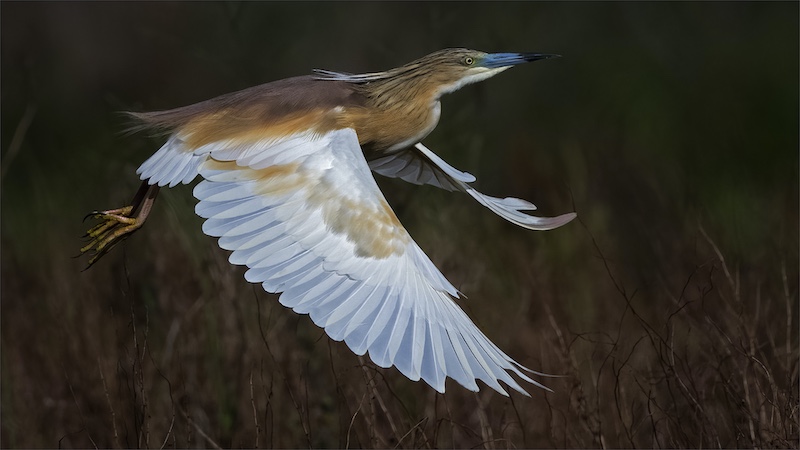 Theo Van Der Merwe -  Independent - Squacco into the wind