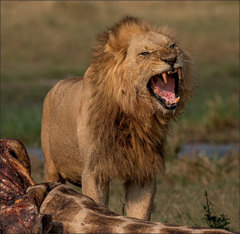Wilma Drotsky - Bethal Fotografie Klub - Los my kos
