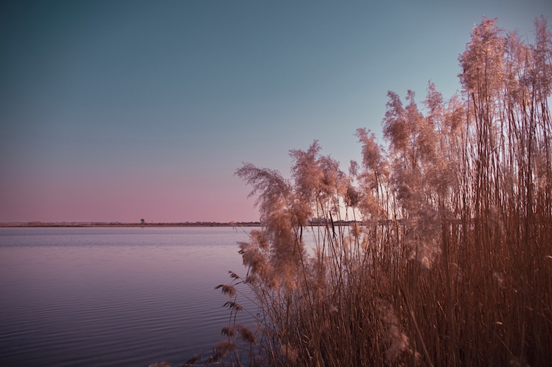 shawn bubb - Klerksdorp Fotografie Klub - sunset grass