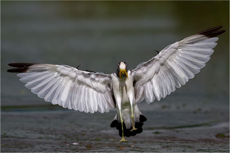 AFO - Peet van Eeden - Whitecrown lapwing
