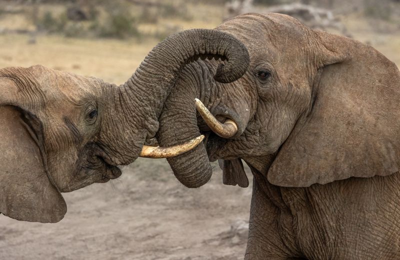 Ballito Photo Club - Debbie du Plessis  - Juvenile Jostling