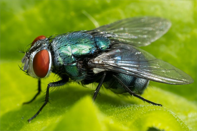 Boksburg Camera Club - Jamie-Lee  du Plessis - Common Green Bottle Fly