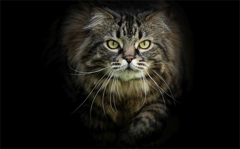 Bosveld Fotografie Klub - Laurene Ferreira - Advancing