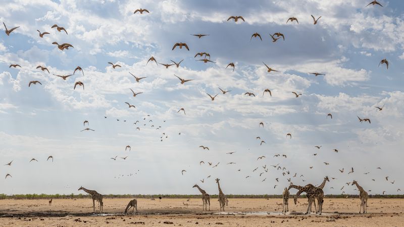 Cape Town Photographic Society - Tony Edmunds - Etosha Giraffe and Sandgrouse