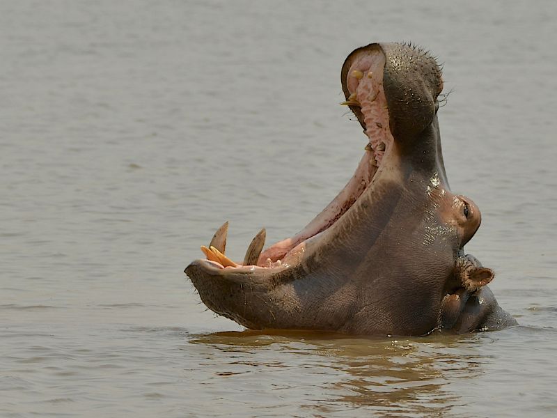 Durban Camera Club - Anne Robinson - Hippo Showing Off