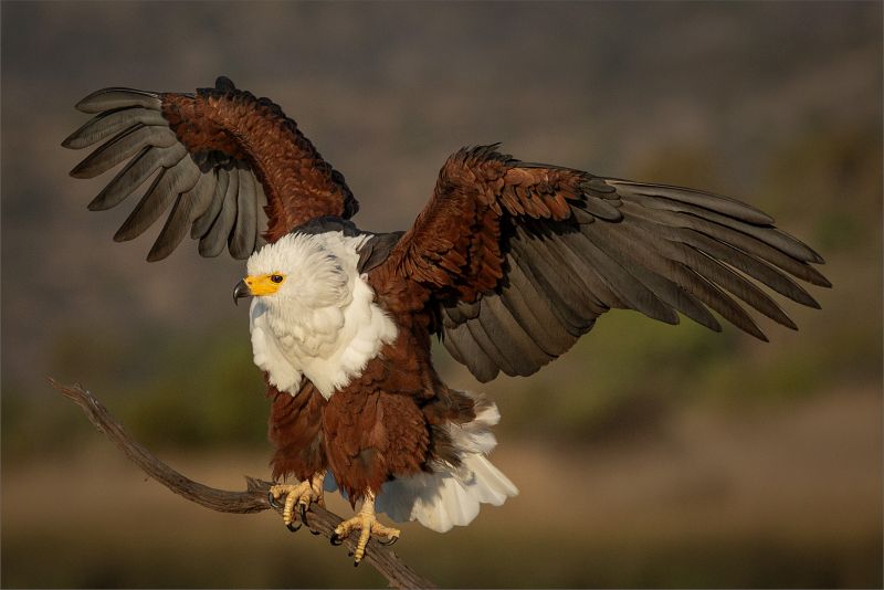 Edenvale Photographic Club - Sonja Olivier - Ruffled Feathers