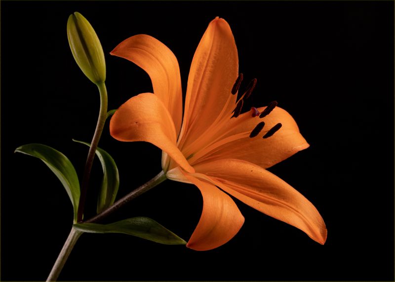 F-Stop Fotografiese Vereniging - Stephan Fourie - Orange Model