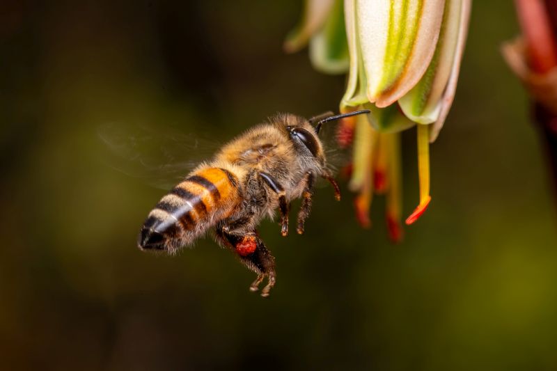 Harties Fotografie Studiegroep - Jacques le Grange - Zoem Zoem