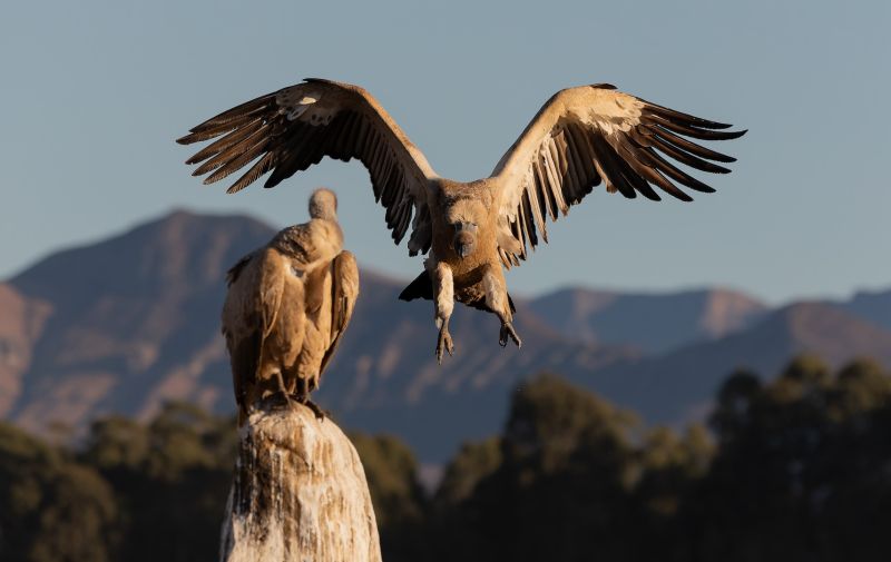 Highway Camera Club - Laura Roux - Vulture Incoming