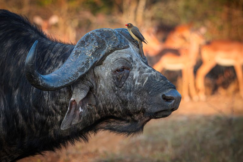Hillcrest Camera Club - Shane Elliott - Buffalo and passenger