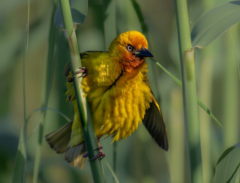Knysna Photographic Society - Claudette Gericke - Master Builder