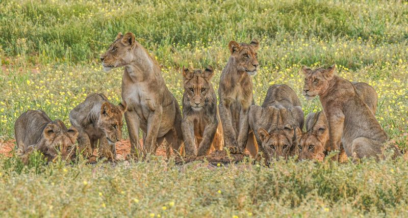 Kowie Camera Club - Derick Oosthuizen - All Alert