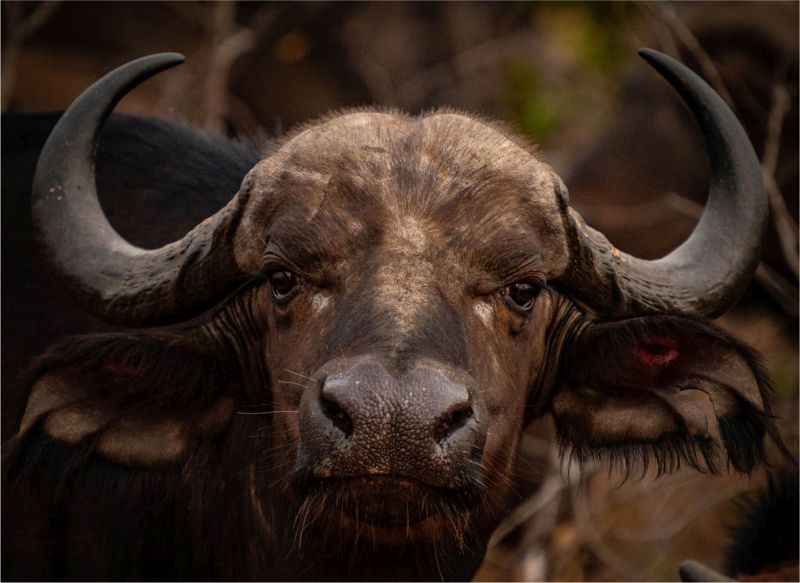 Krugersdorp Camera Club - John Smith - Buffel