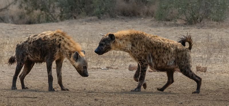 Magalies Foto Fun Club - Theresa Haarhoff-Petersen - The Matriarch