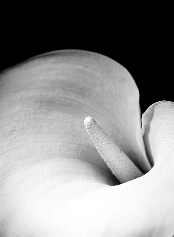 Midlens Fotoklub - Ruwaan Fourie - Mono Elegance