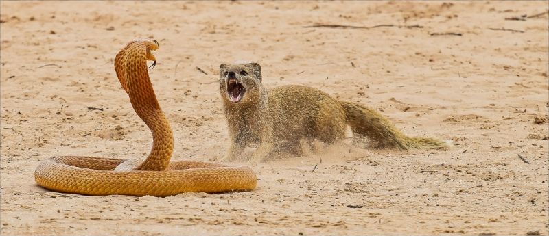 Mosselbaai Kameraklub - Annette Smit - Cobra vs Mongoose