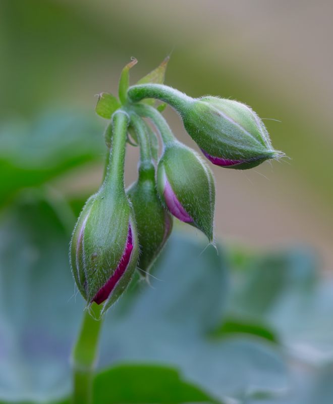 On the Rocks Camera Club - Cheryl Moore - Tri Buds