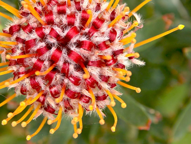 Paarl Photographic Club - Leeze Breet - Dancing Ribbons