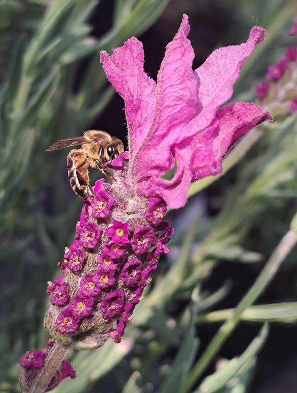 Photoclub - Johane Hattingh - Besige by