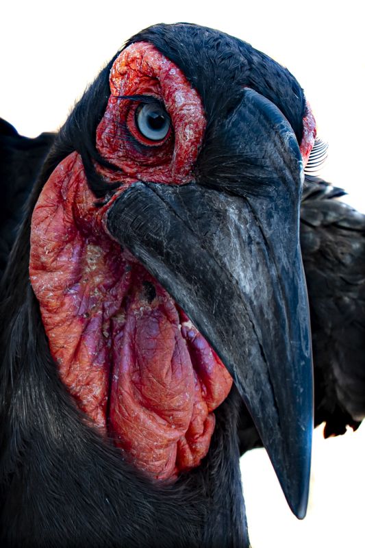 Princes Grant Camera Club - Cindy-Lee Brown - Hornbill