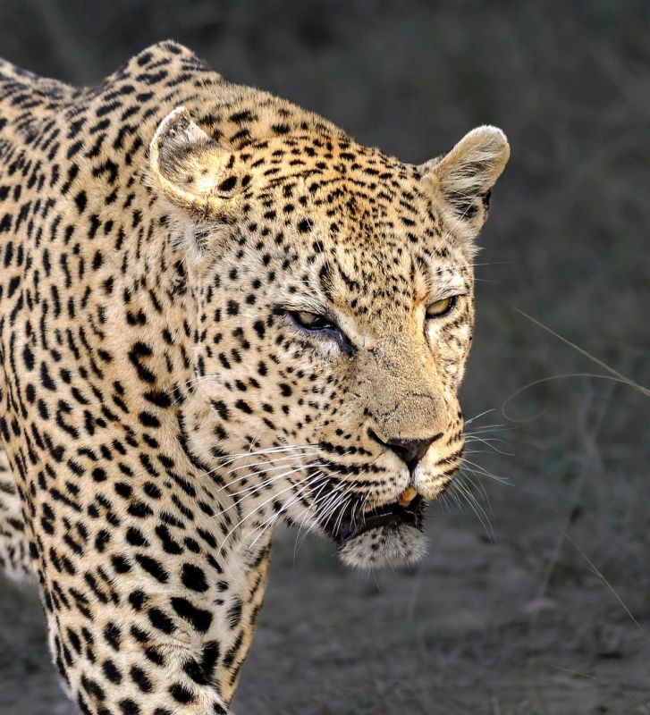 Scottburgh Camera Club - Darrin Ulyate - Lazy Leopard