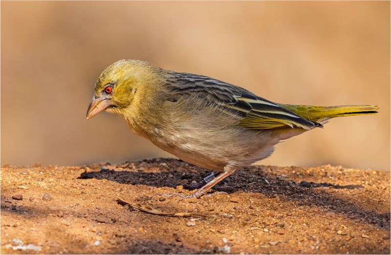 Southern Suburbs Camera Club - Antonio Ferreira - Ringed wild weaver
