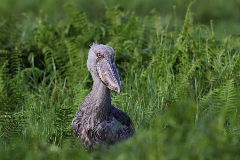 Westville Camera Club - Scott Chalmers - Shoebill Mabamba Swamps
