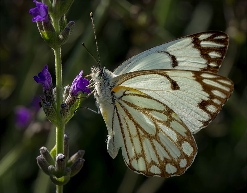 Independent - Michelle Stephen - The Butterfly Effect