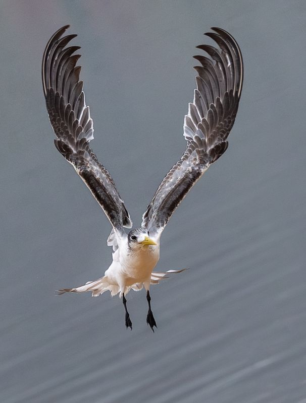 Ballito Photo Club - Brian Roberts - Greater Crested Tern