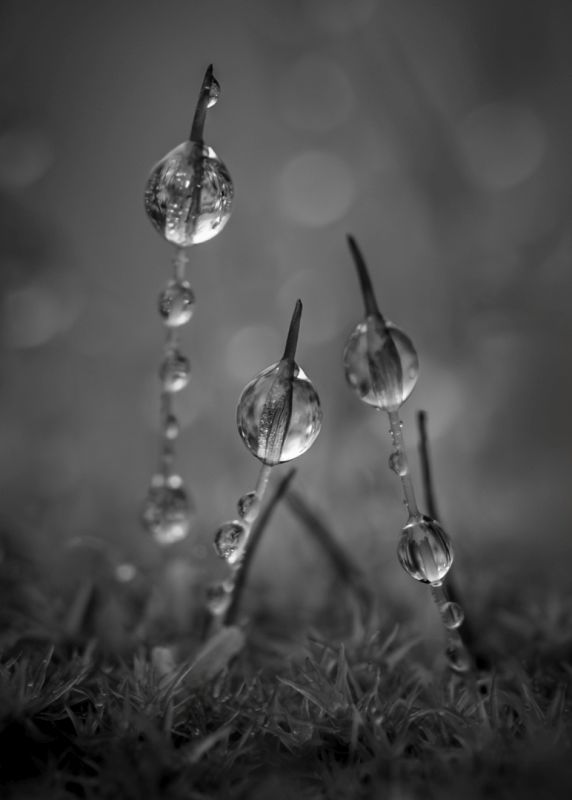 Benoni Camera Club - Belinda Ueckermann - Morning dew