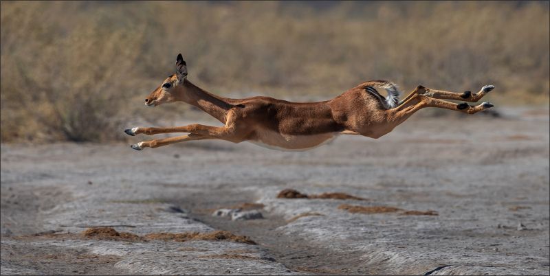 Bethal Fotografie Klub - Bernie van der Vyver - Rooibok vlug