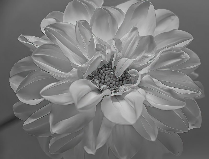 Boksburg Camera Club - Kerry Mellet - White Dahlia in Mono