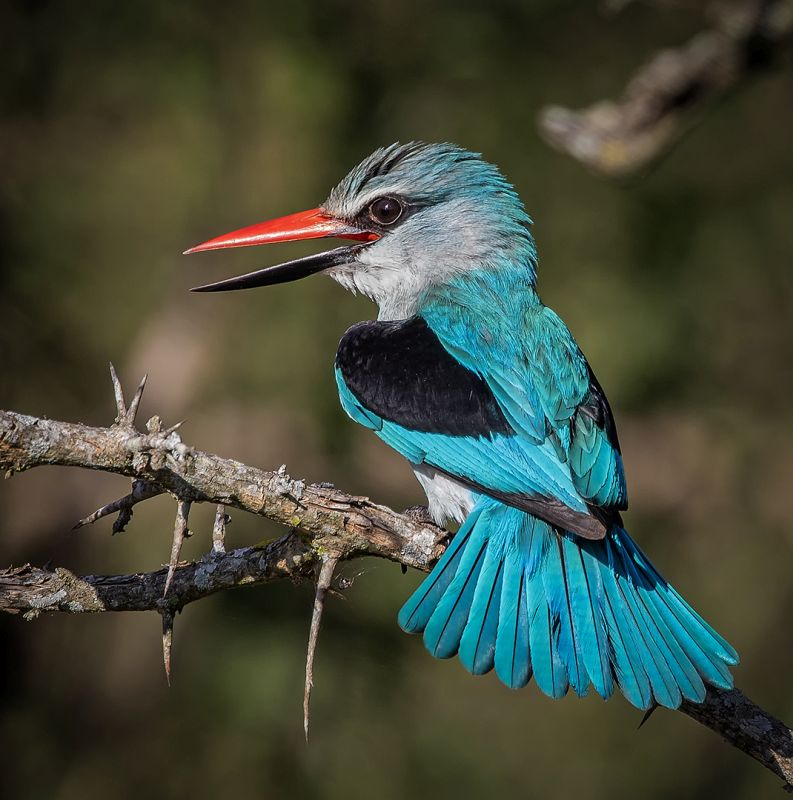 Bosveld Fotografie Klub - Lourens Durand - Woodland Kingfisher on Alert