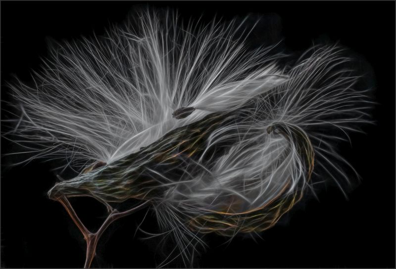 Brandpuntfotoklub - Elsa E van Dyk - Milkweed seeds