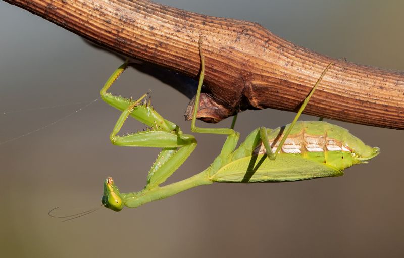 Creative Camera Club - Michele-Ann Nel - Just Praying