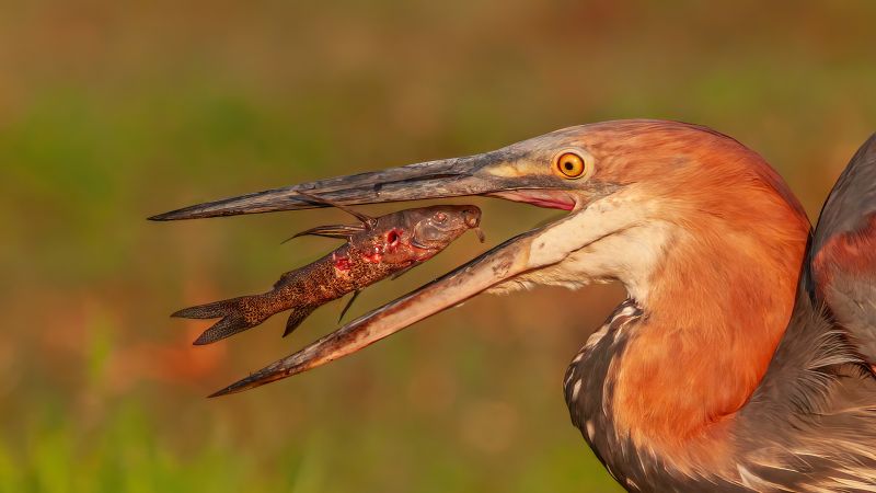 Durban Camera Club - Percy Mitchell - Goliath Heron With Squeeker