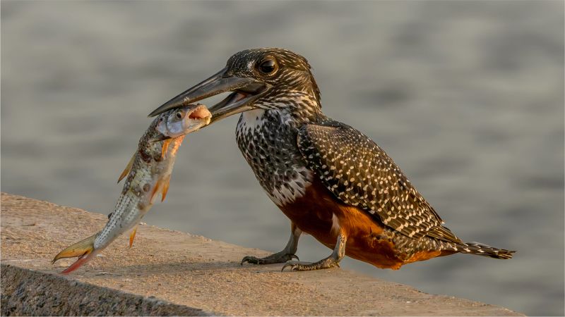 Ermelo Foto Klub - Andrew Roos - Groot vis gevang