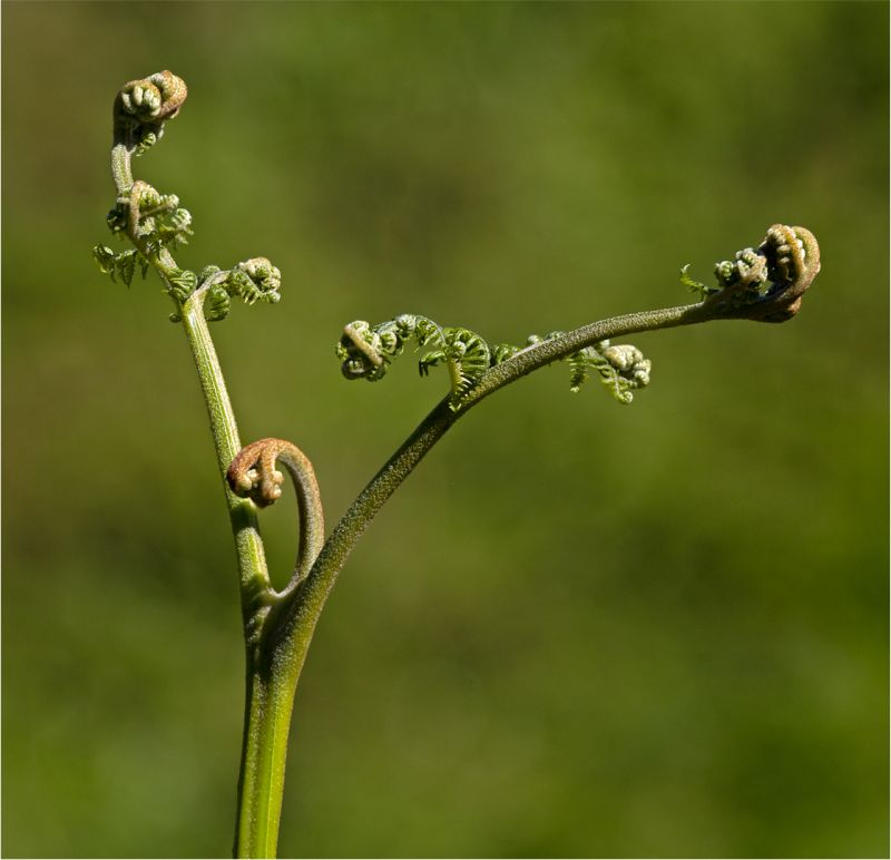 Fish Hoek Photographic Society - Derek Goldman - Newborn Bracken