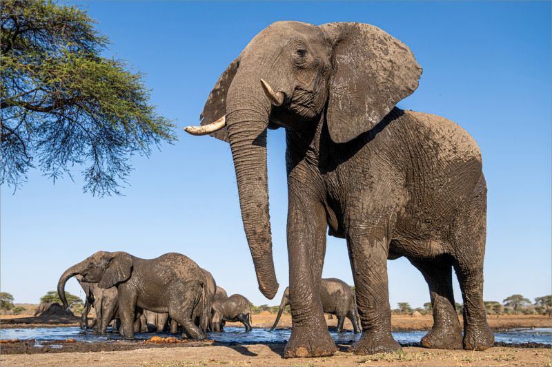 Hermanus Photographic Society - Luke Horsten - The Matriarch