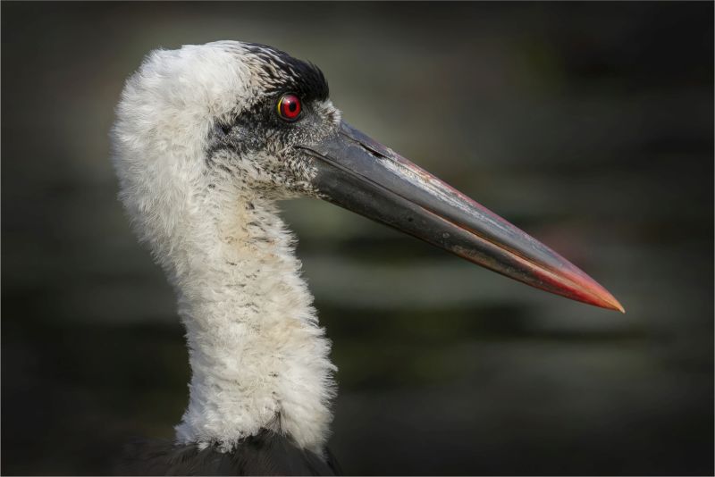 Hillcrest Camera Club - Susie Bishop - Woolly Necked Stork