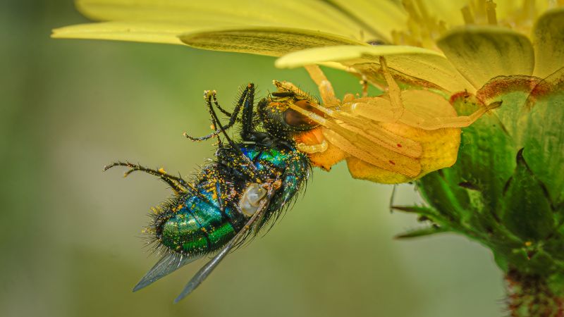 Knysna Photographic Society - Cathy Birkett - Spider with fly