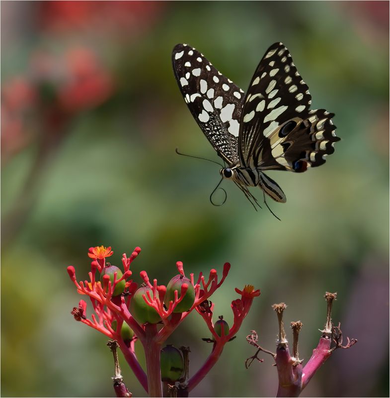 Kriel Foto Club - Eric Bosman - Skoenlapper in vlug