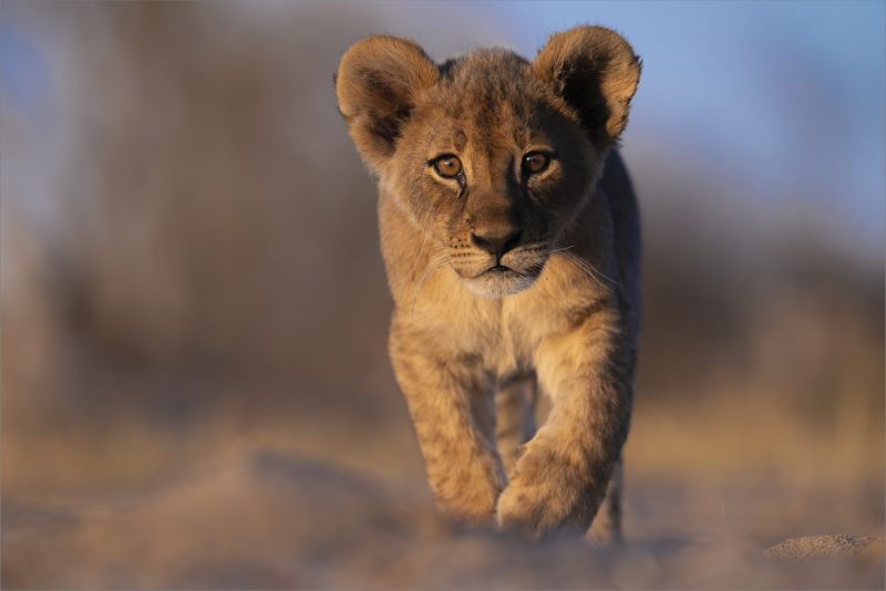 Midlens Fotoklub - Dewald Tromp - Curious Cub