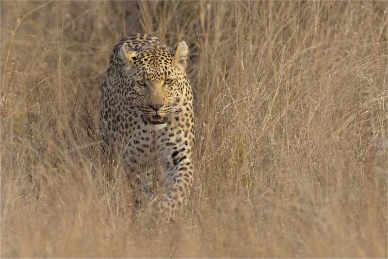 Paarl Photographic Club - Sonja Myburgh - Stalking in the grass